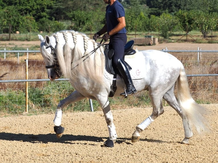 PRE Mix Hengst 7 Jaar 165 cm Schimmel in NAVAS DEL MADRONO