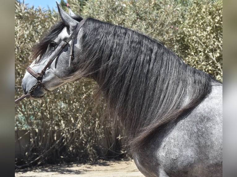 PRE Mix Hengst 7 Jaar 165 cm Schimmel in MALAGA