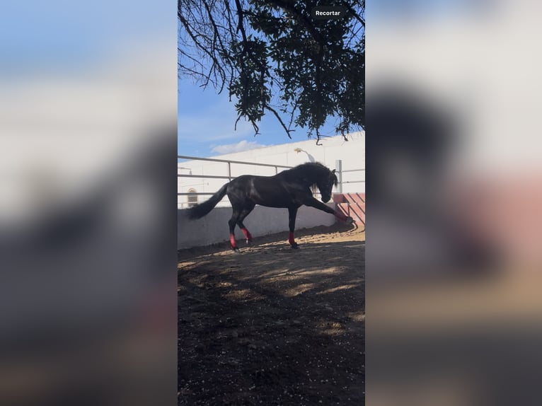 PRE Hengst 7 Jaar 165 cm Zwart in El Palmar