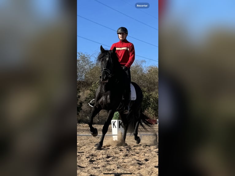 PRE Hengst 7 Jaar 165 cm Zwart in El Palmar