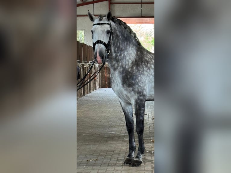 PRE Mix Hengst 7 Jaar 166 cm Appelschimmel in Los Arenales Del Sol