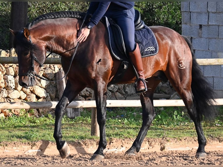 PRE Hengst 7 Jaar 166 cm in Menorca