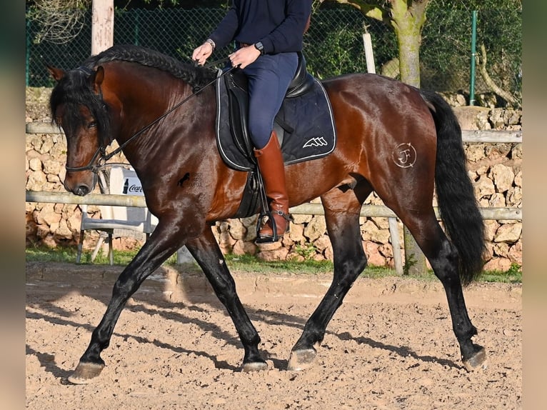 PRE Hengst 7 Jaar 166 cm in Menorca