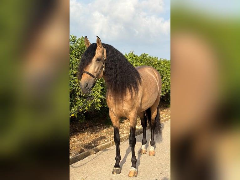 PRE Hengst 7 Jaar 166 cm Falbe in Els Poblets
