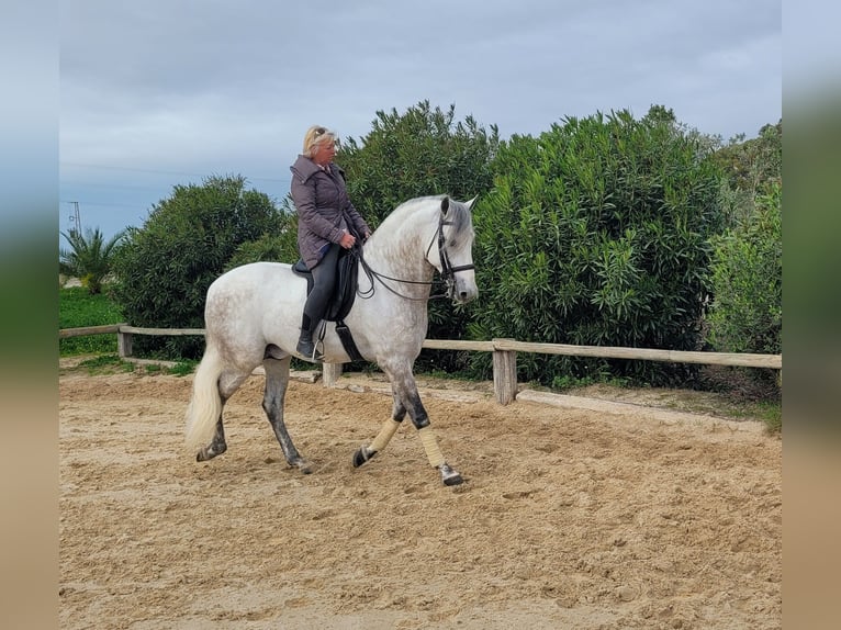 PRE Mix Hengst 7 Jaar 166 cm Schimmel in Vejer de la Frontera