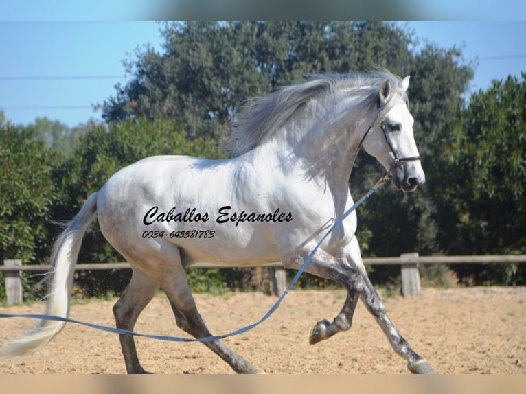 PRE Mix Hengst 7 Jaar 166 cm Schimmel in Vejer de la Frontera