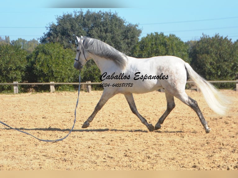 PRE Mix Hengst 7 Jaar 166 cm Schimmel in Vejer de la Frontera