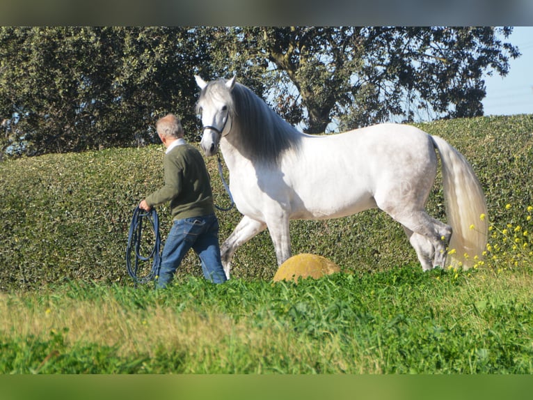 PRE Mix Hengst 7 Jaar 166 cm Schimmel in Vejer de la Frontera