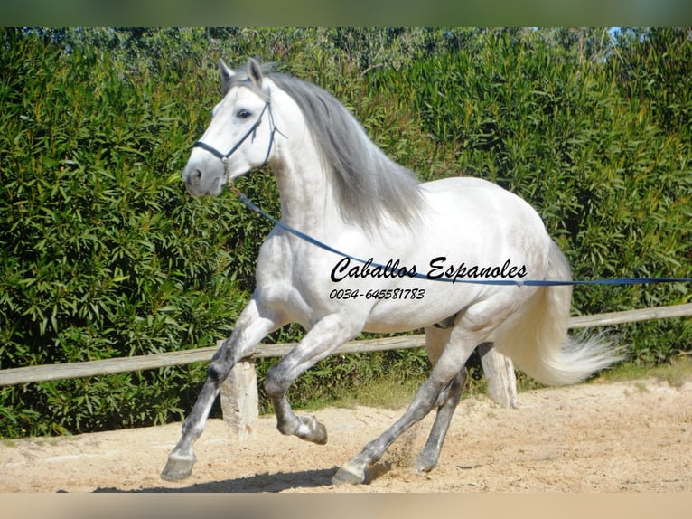 PRE Mix Hengst 7 Jaar 166 cm Schimmel in Vejer de la Frontera