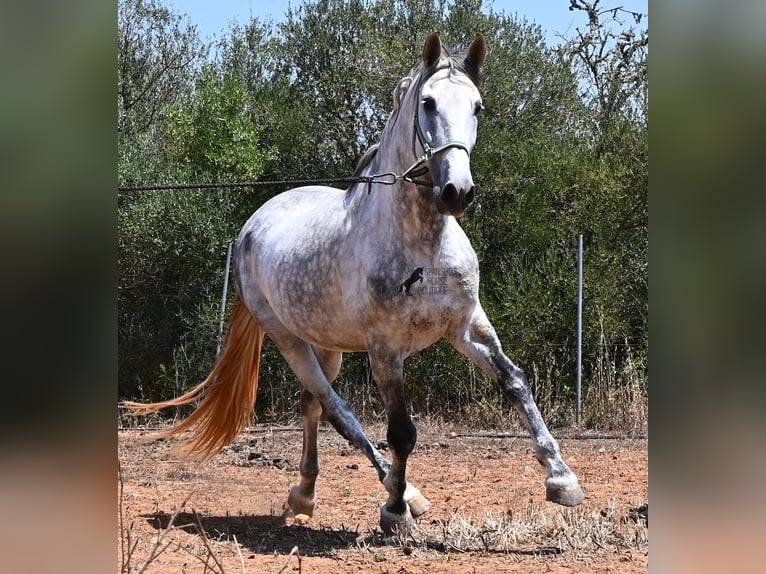 PRE Mix Hengst 7 Jaar 166 cm Schimmel in Mallorca