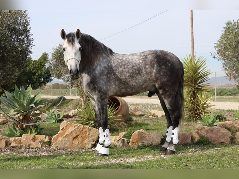 PRE Hengst 7 Jaar 167 cm Appelschimmel in Malaga