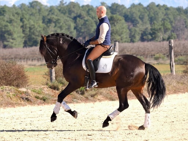 PRE Mix Hengst 7 Jaar 167 cm Bruin in Navas Del Madroño