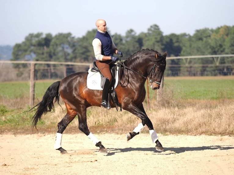 PRE Mix Hengst 7 Jaar 167 cm Bruin in Navas Del Madroño