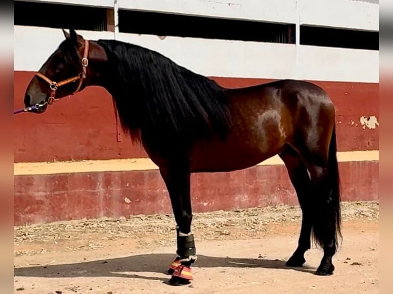 PRE Mix Hengst 7 Jaar 167 cm Donkerbruin in Martfeld