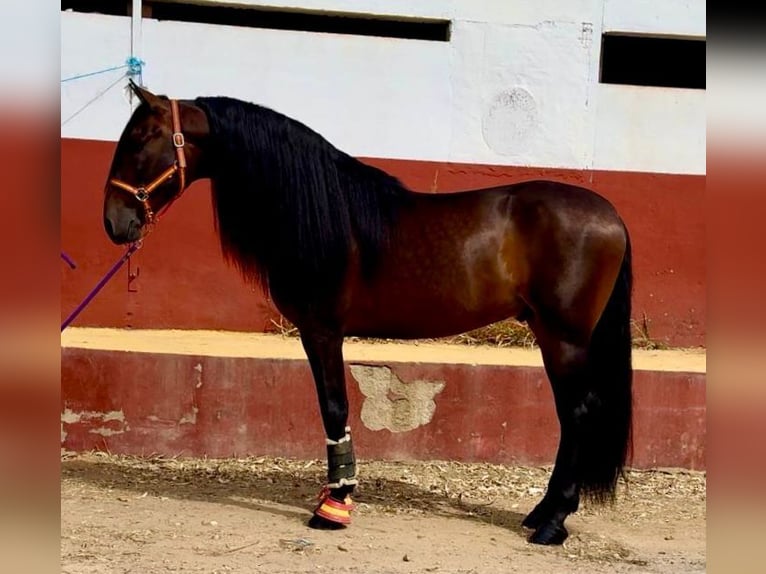 PRE Mix Hengst 7 Jaar 167 cm Donkerbruin in Martfeld