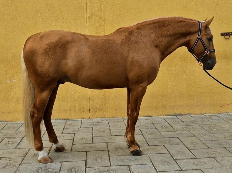 PRE Mix Hengst 7 Jaar 167 cm Palomino in Navas Del Madroño