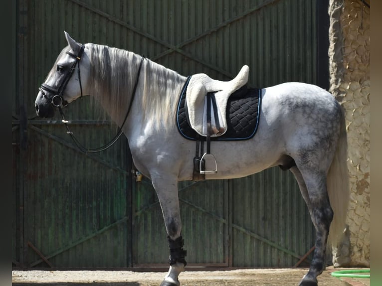 PRE Hengst 7 Jaar 168 cm Appelschimmel in Sevilla