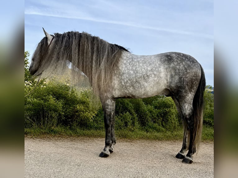 PRE Mix Hengst 7 Jaar 168 cm Appelschimmel in Cañada De San Pedro