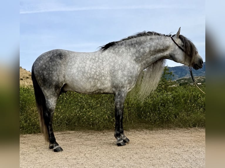 PRE Mix Hengst 7 Jaar 168 cm Appelschimmel in Cañada De San Pedro
