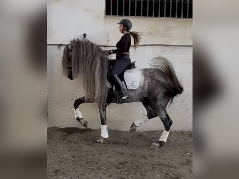 PRE Mix Hengst 7 Jaar 168 cm Appelschimmel in Cañada De San Pedro