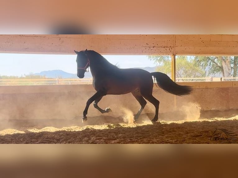 PRE Hengst 7 Jaar 168 cm Bruin in Badajoz