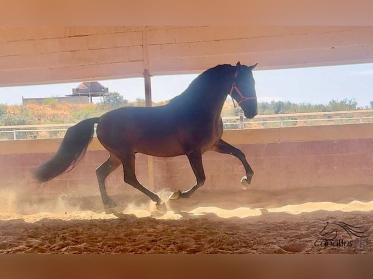 PRE Hengst 7 Jaar 168 cm Bruin in Badajoz