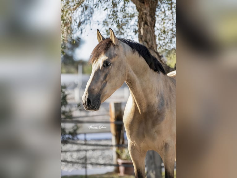 PRE Mix Hengst 7 Jaar 168 cm Buckskin in Malaga