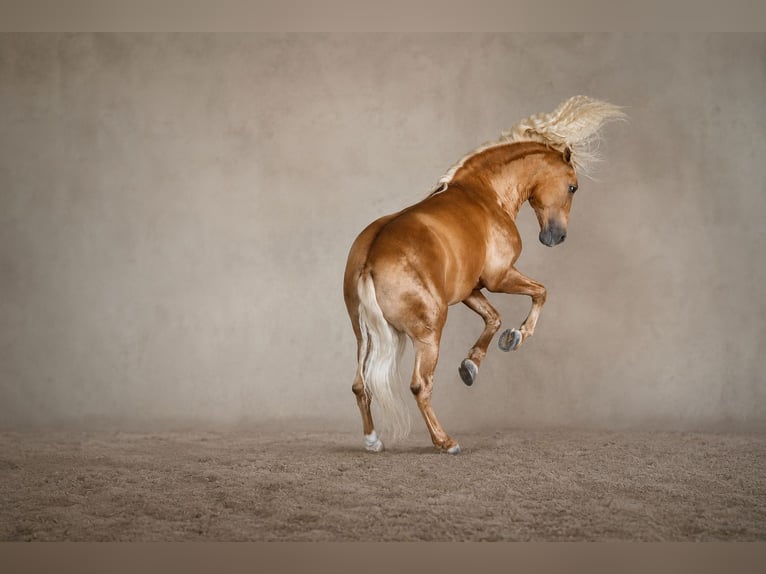PRE Mix Hengst 7 Jaar 168 cm Palomino in Valencia