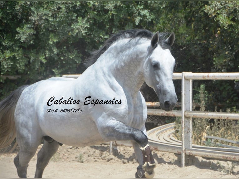 PRE Hengst 7 Jaar 168 cm Schimmel in Vejer de la Frontera