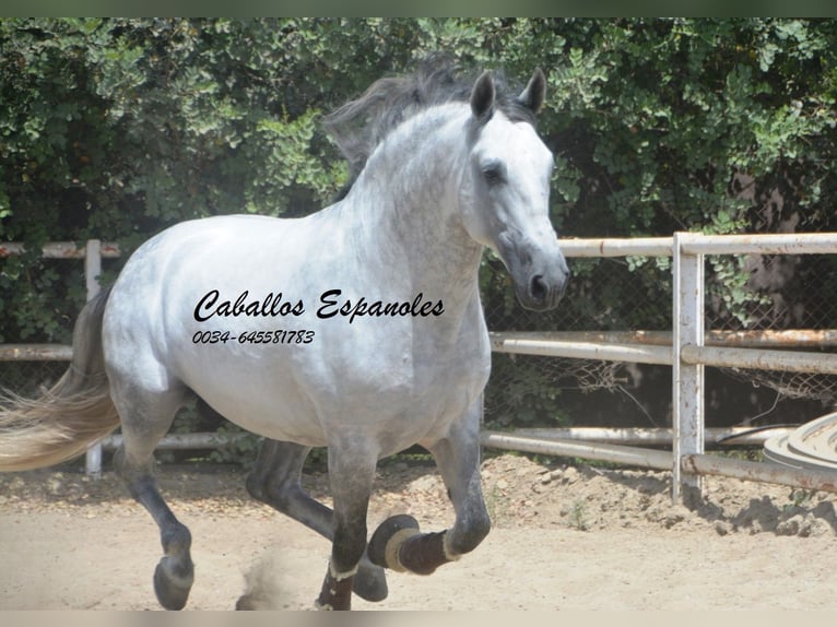 PRE Hengst 7 Jaar 168 cm Schimmel in Vejer de la Frontera