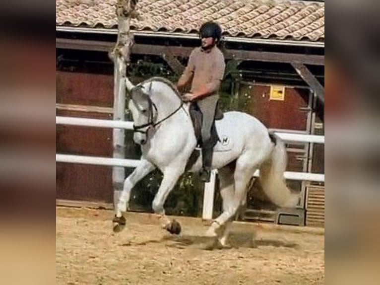 PRE Hengst 7 Jaar 168 cm Schimmel in Sevilla
