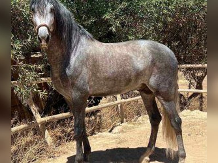 PRE Mix Hengst 7 Jaar 168 cm Schimmel in Malaga