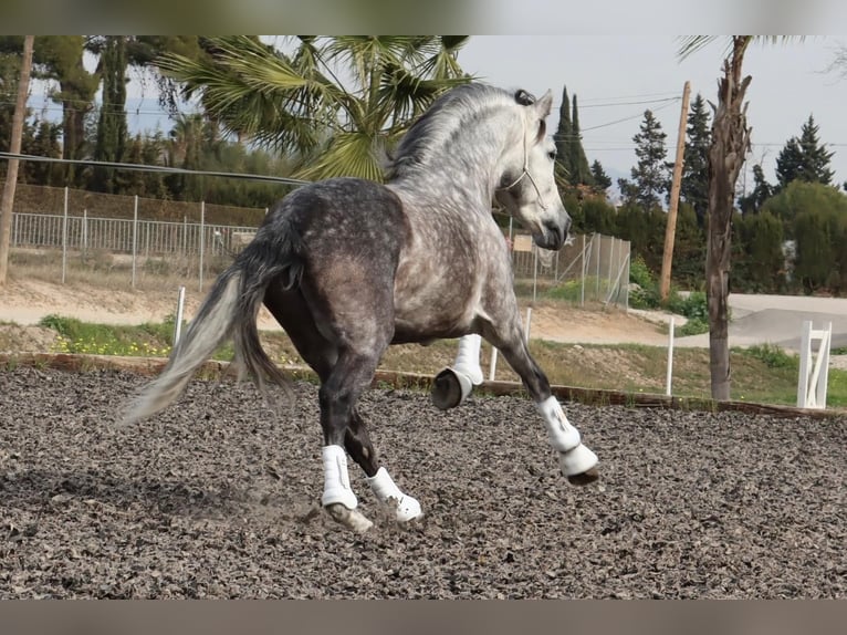 PRE Hengst 7 Jaar 168 cm Schimmel in Malaga