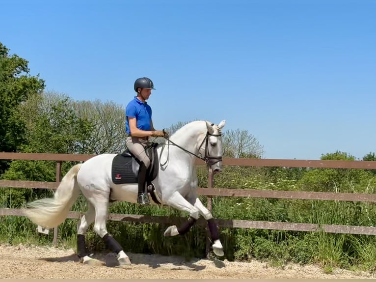 PRE Hengst 7 Jaar 168 cm Schimmel in Silleda (Casco Urbano)