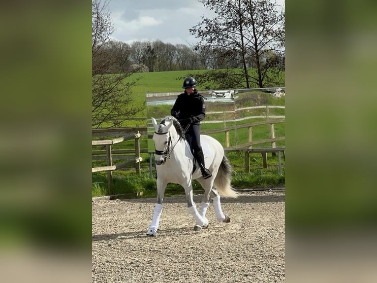 PRE Mix Hengst 7 Jaar 169 cm Schimmel in Neupré