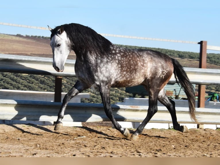 PRE Hengst 7 Jaar 169 cm Schimmel in Provinz Cordoba