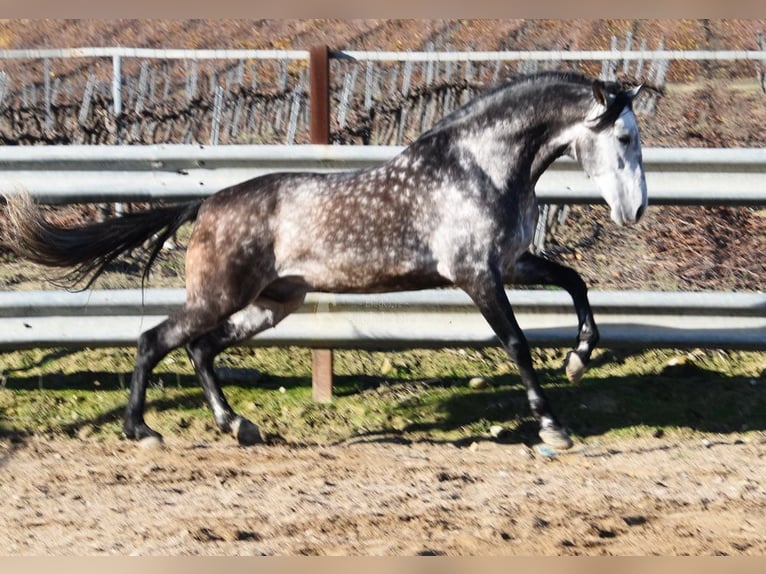 PRE Hengst 7 Jaar 169 cm Schimmel in Provinz Cordoba