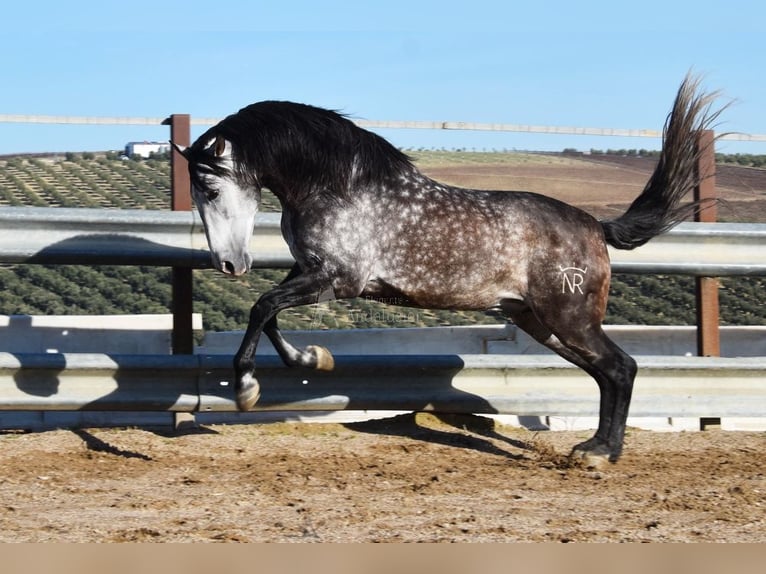 PRE Hengst 7 Jaar 169 cm Schimmel in Provinz Cordoba