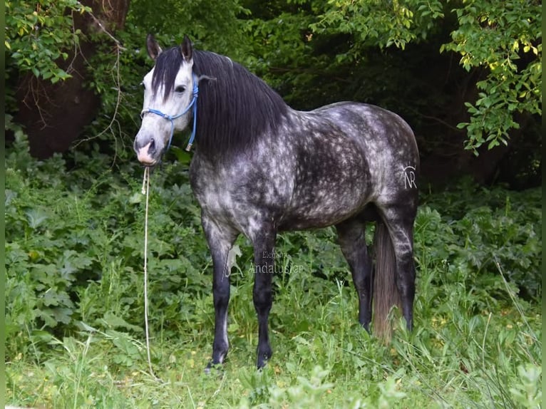 PRE Hengst 7 Jaar 169 cm Schimmel in Provinz Cordoba