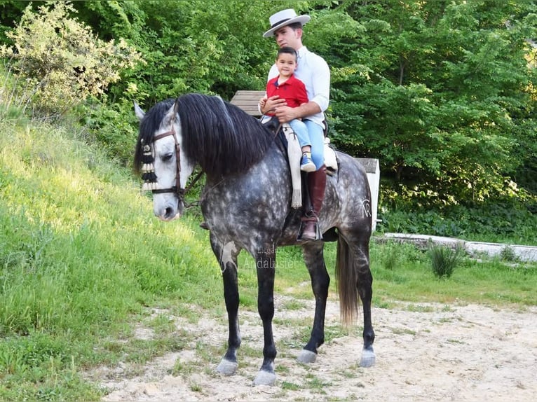 PRE Hengst 7 Jaar 169 cm Schimmel in Provinz Cordoba