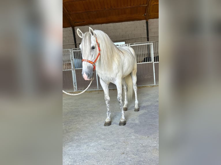 PRE Mix Hengst 7 Jaar 169 cm Schimmel in Santa Perpetua de Mogoda