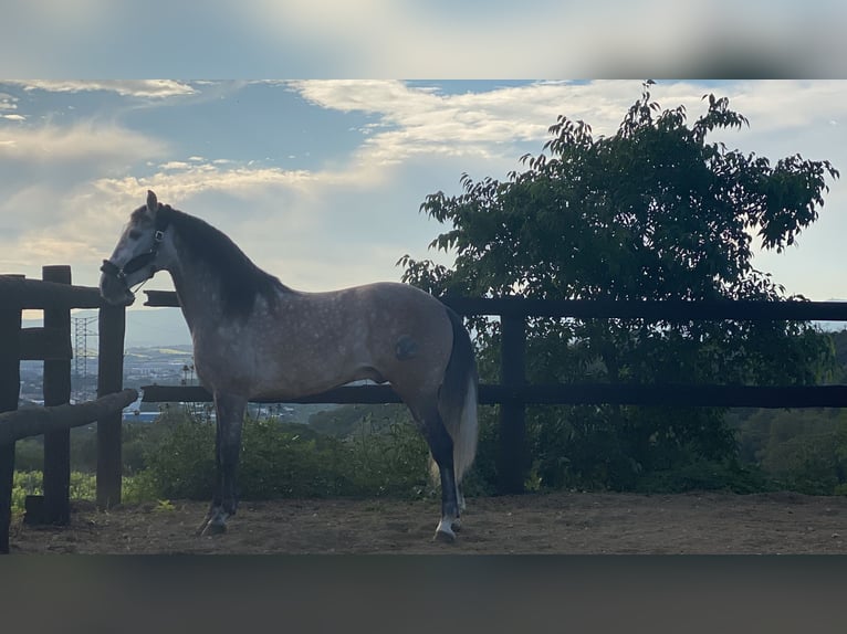 PRE Mix Hengst 7 Jaar 169 cm Schimmel in Sant Fost de Campsentelles