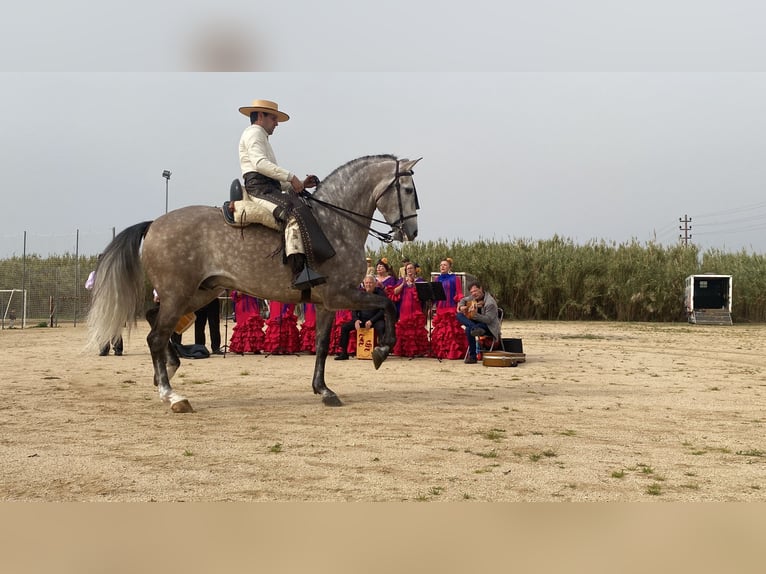 PRE Mix Hengst 7 Jaar 169 cm Schimmel in Sant Fost de Campsentelles