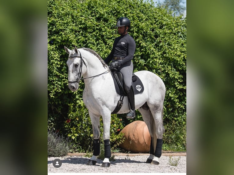 PRE Mix Hengst 7 Jaar 170 cm Schimmel in Los Barrios