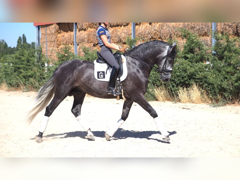 PRE Mix Hengst 7 Jaar 170 cm Schimmel in NAVAS DEL MADRONO