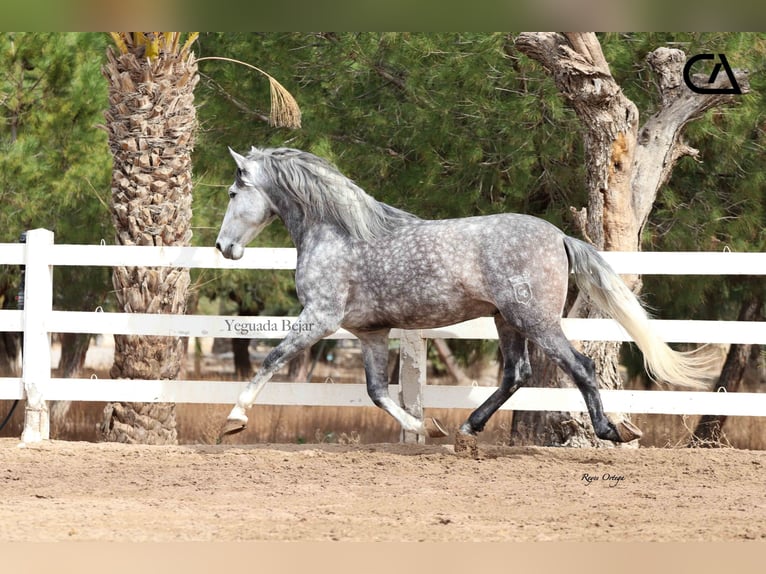 PRE Hengst 7 Jaar 171 cm Schimmel in Puerto Lumbreras