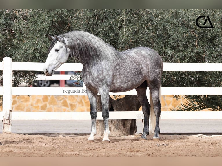 PRE Hengst 7 Jaar 171 cm Schimmel in Puerto Lumbreras