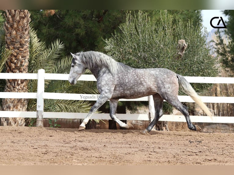 PRE Hengst 7 Jaar 171 cm Schimmel in Puerto Lumbreras