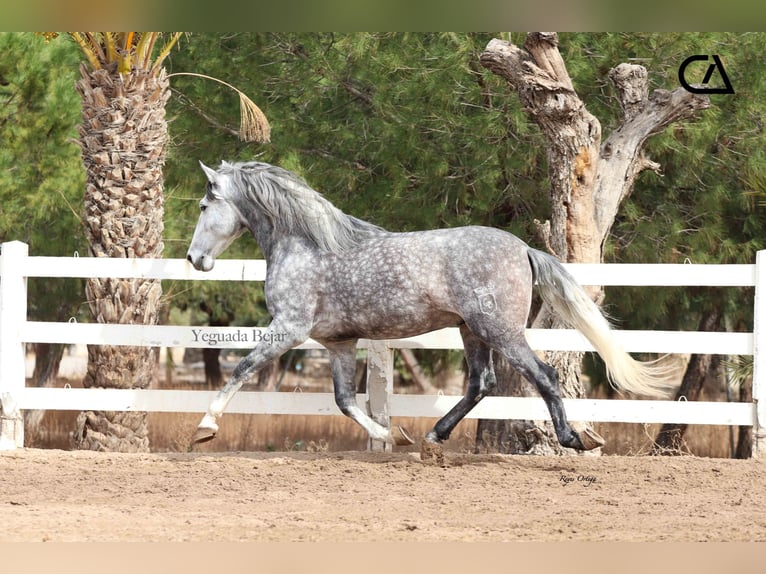 PRE Hengst 7 Jaar 171 cm Schimmel in Puerto Lumbreras