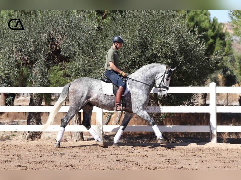 PRE Hengst 7 Jaar 171 cm Schimmel in Puerto Lumbreras